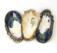 Mussels and More - Shell Trio Serving Dish