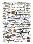 Jigsaw Puzzle - Fish of the New England Coast 550 Piece Puzzle