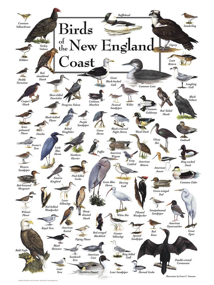 Jigsaw Puzzle - Birds of the New England Coast 550 Piece Puzzle