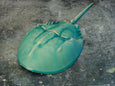 Horseshoe Crab - Caribbean Blue