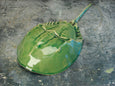 Horseshoe Crab - Sea Green