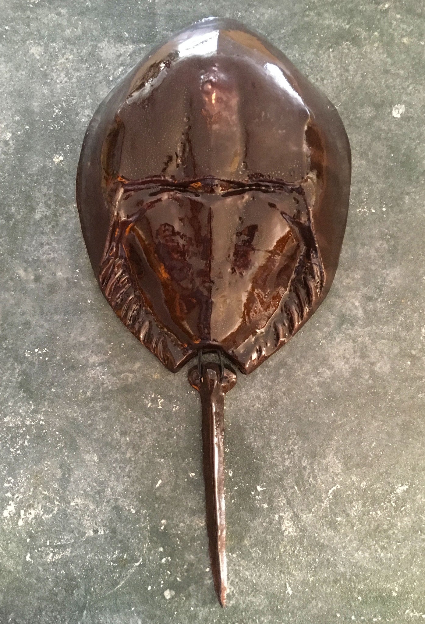 Horseshoe Crab - Chestnut