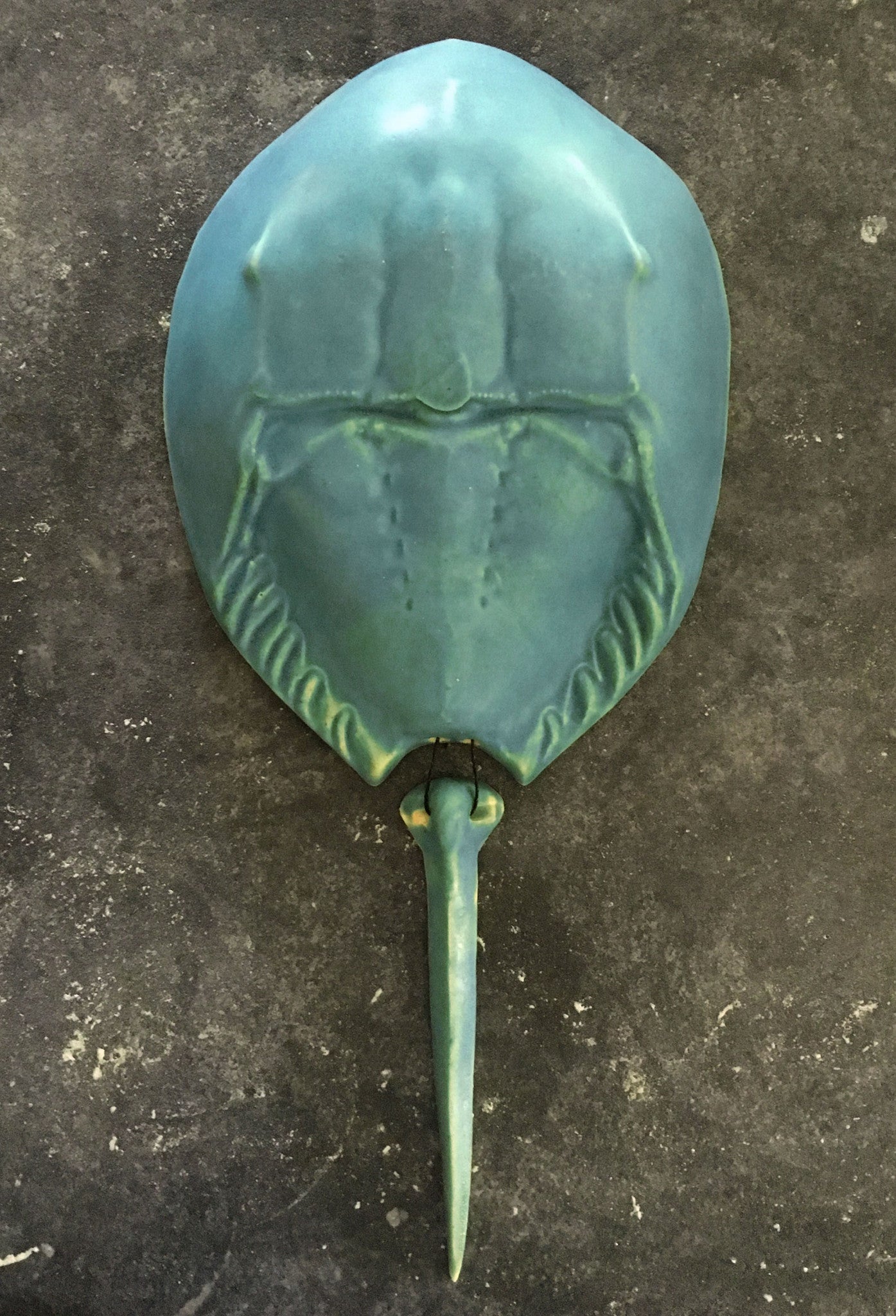 Horseshoe Crab - Caribbean Blue