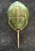 Horseshoe Crab - Sea Green