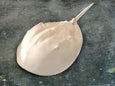 Horseshoe Crab - White