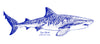 Hand drawn illustration of a Tiger Shark by filmmaker Paul Schuyler