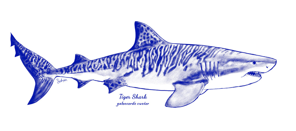 Hand drawn illustration of a Tiger Shark by filmmaker Paul Schuyler