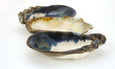 Mussels and More - Shell Trio Serving Dish