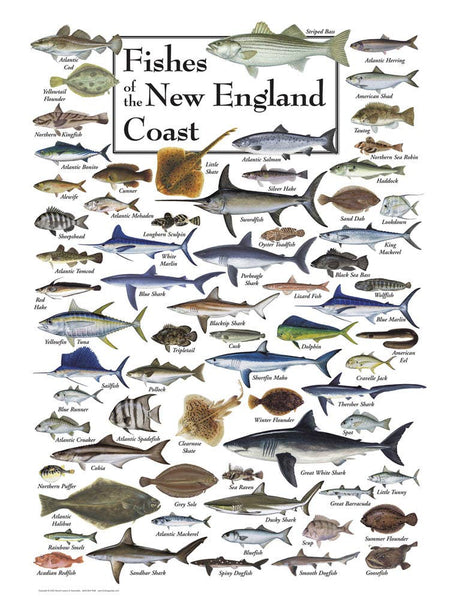 Jigsaw Puzzle - Fish of the New England Coast 550 Piece Puzzle