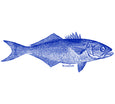 Bluefish Decal - Chatham Pottery