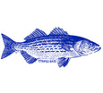 Striped Bass Decal - Chatham Pottery