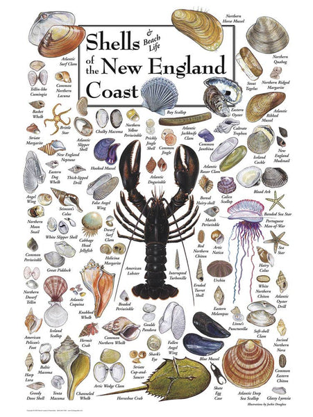 Jigsaw Puzzle - Shells of the New England Coast Puzzle