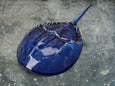 Horseshoe Crab - Cobalt Blue